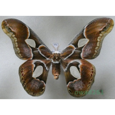 Rothschildia arethusa Walker, 1855 male Argentina 102mm49a
